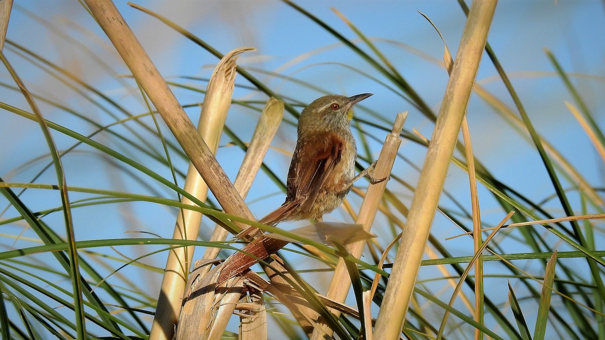 Sulphur-bearded Reedhaunter - ML132253301