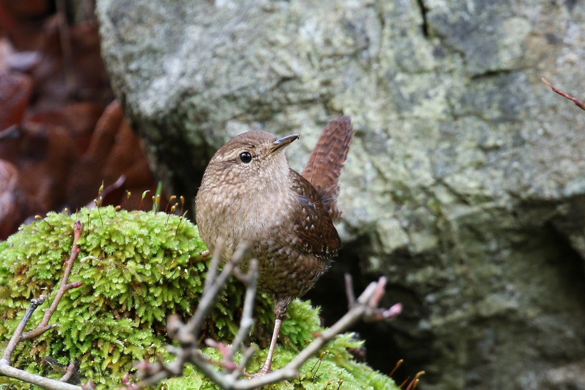 Winter Wren - ML132253501