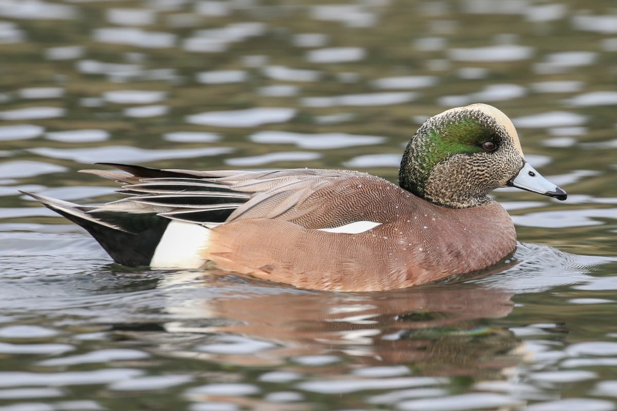 American Wigeon - ML132253871