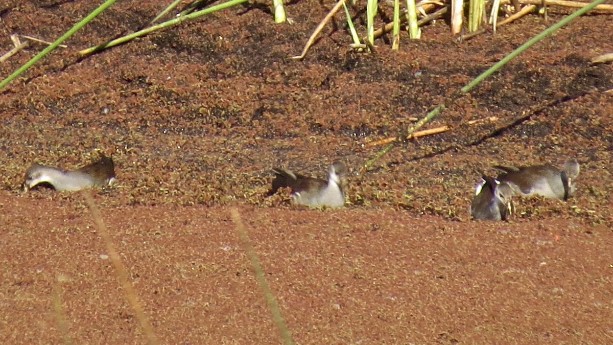 Common Gallinule - ML132254021