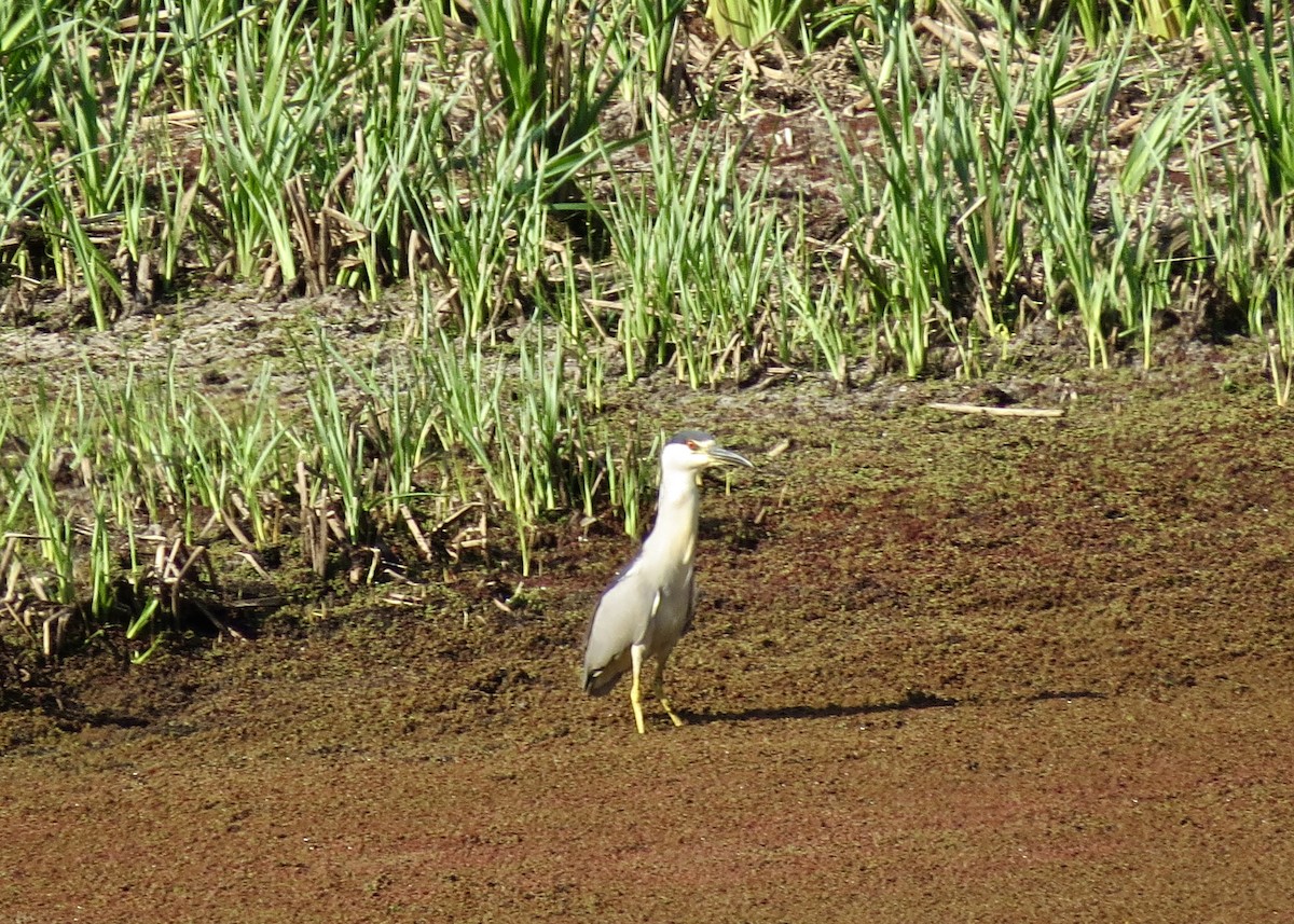 Black-crowned Night Heron - ML132254391