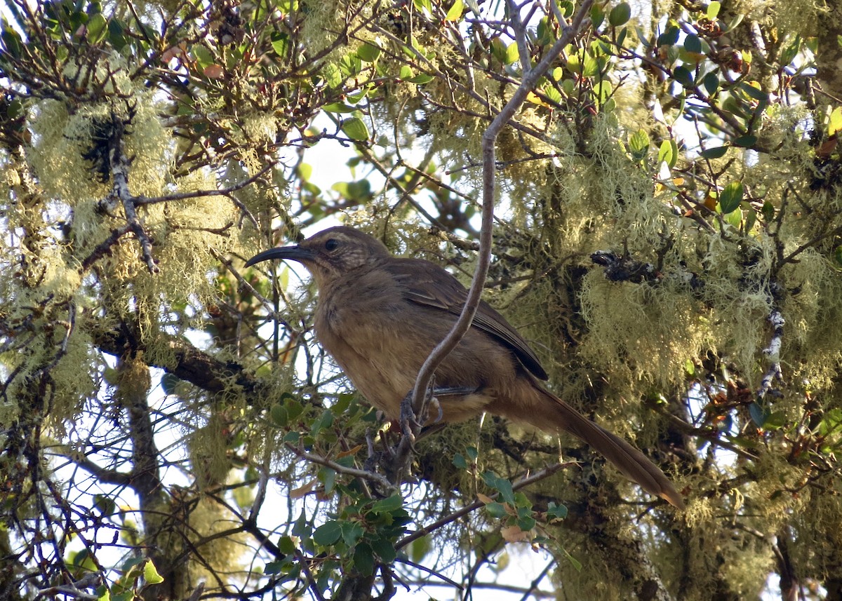California Thrasher - ML132254801