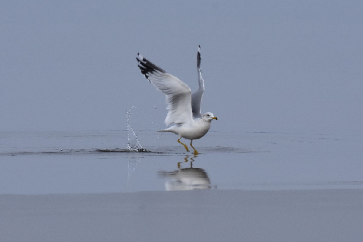 Ring-billed Gull - Brian DeBoyace