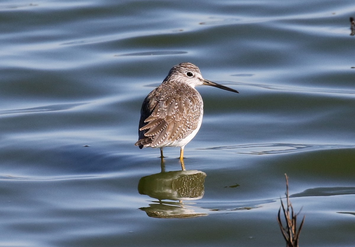 Greater Yellowlegs - ML132256141