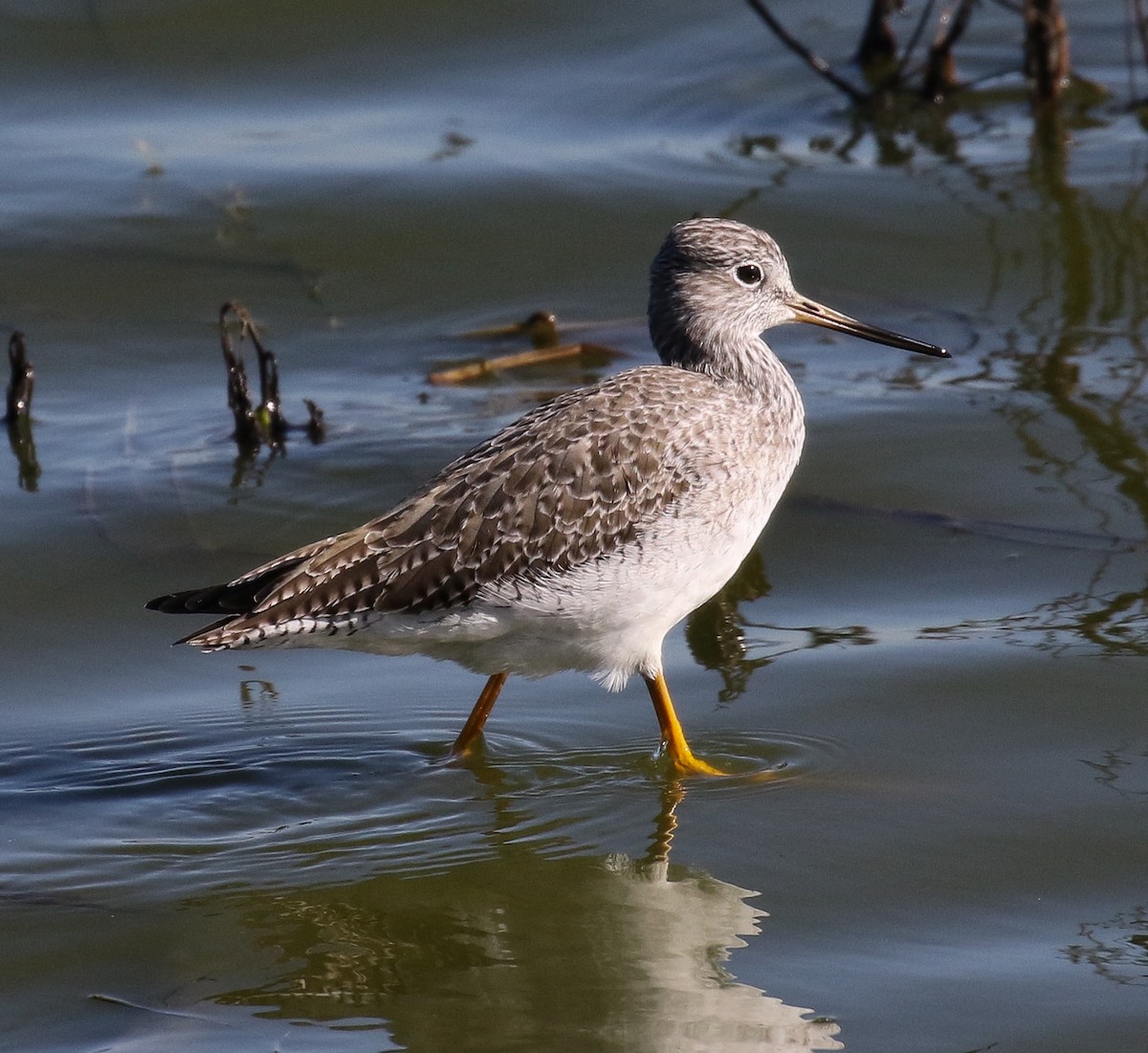 Greater Yellowlegs - ML132256151