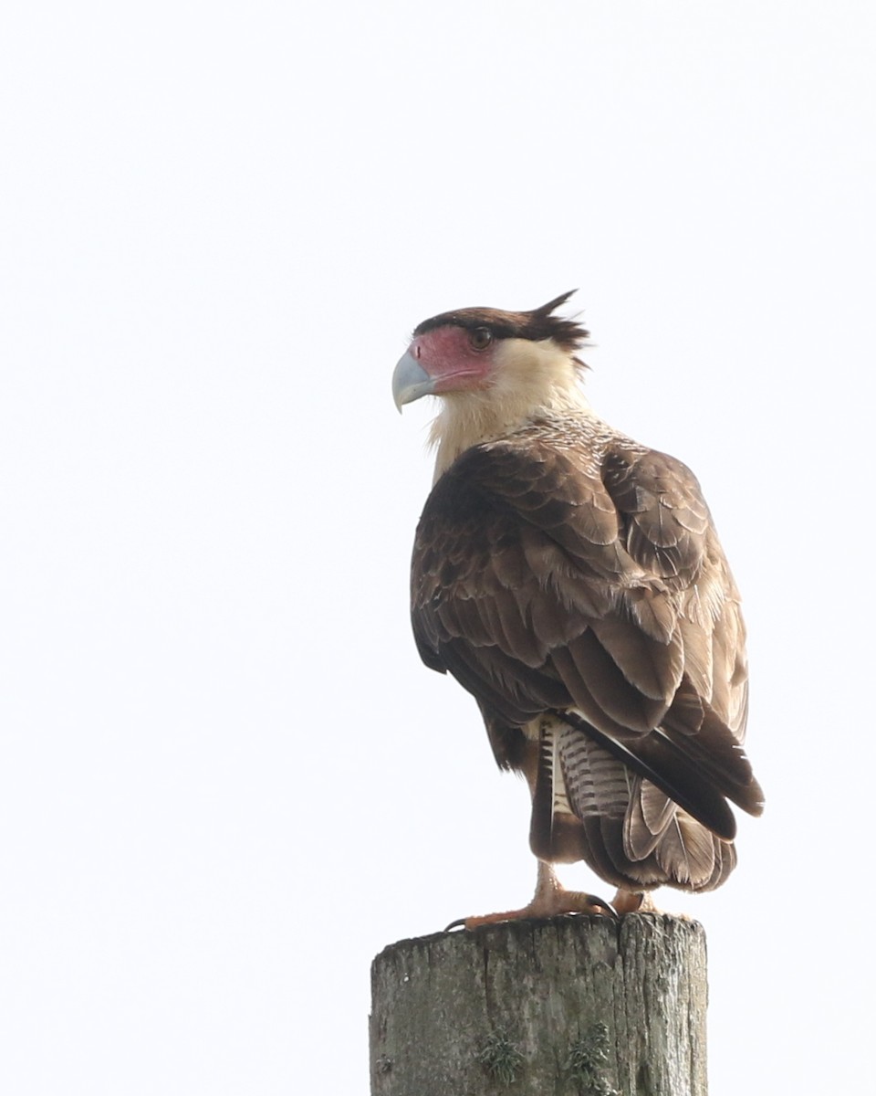 Crested Caracara (Northern) - joan garvey