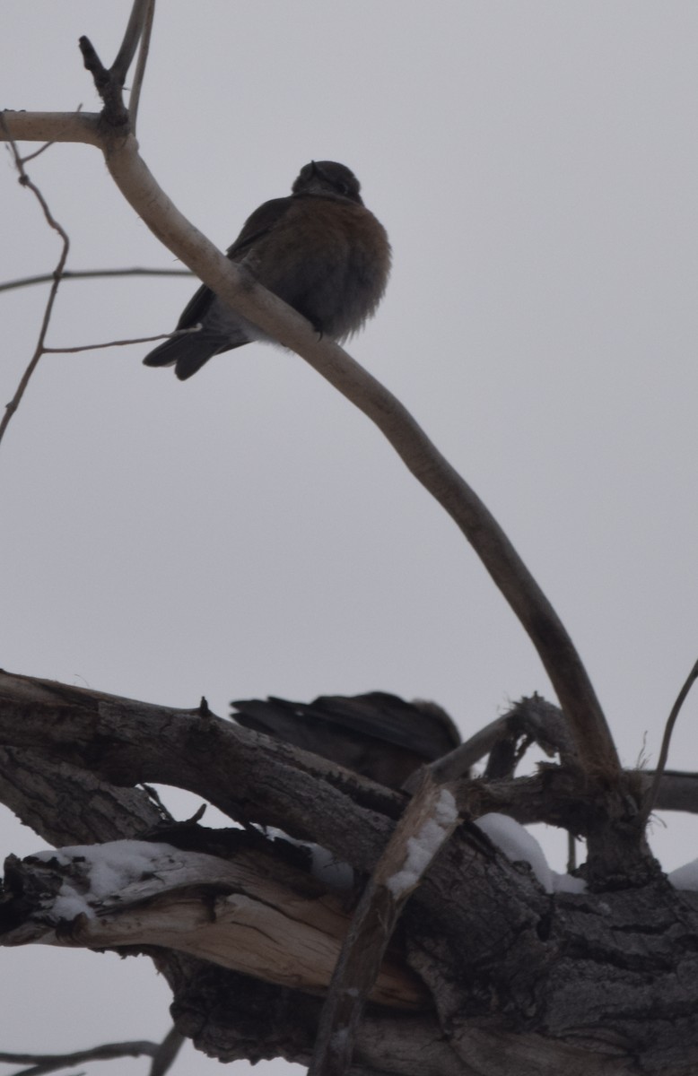 Eastern Bluebird - ML132259541