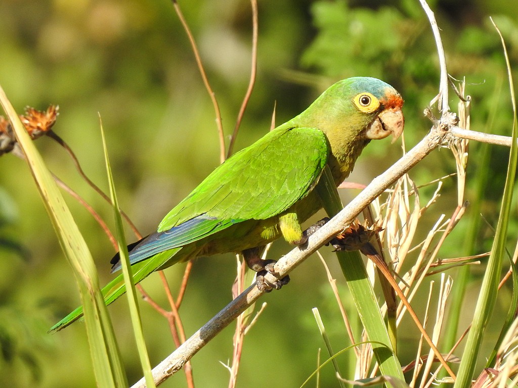 Orange-fronted Parakeet - Richard Garrigues