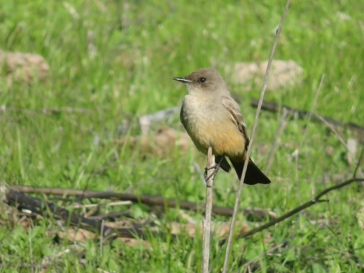 Say's Phoebe - TK Birder