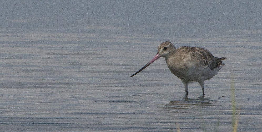 Bar-tailed Godwit (European) - ML132259871