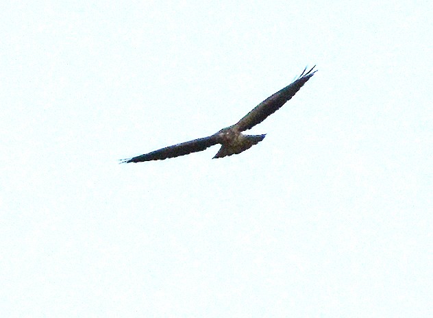 Swainson's Hawk - ML132259971