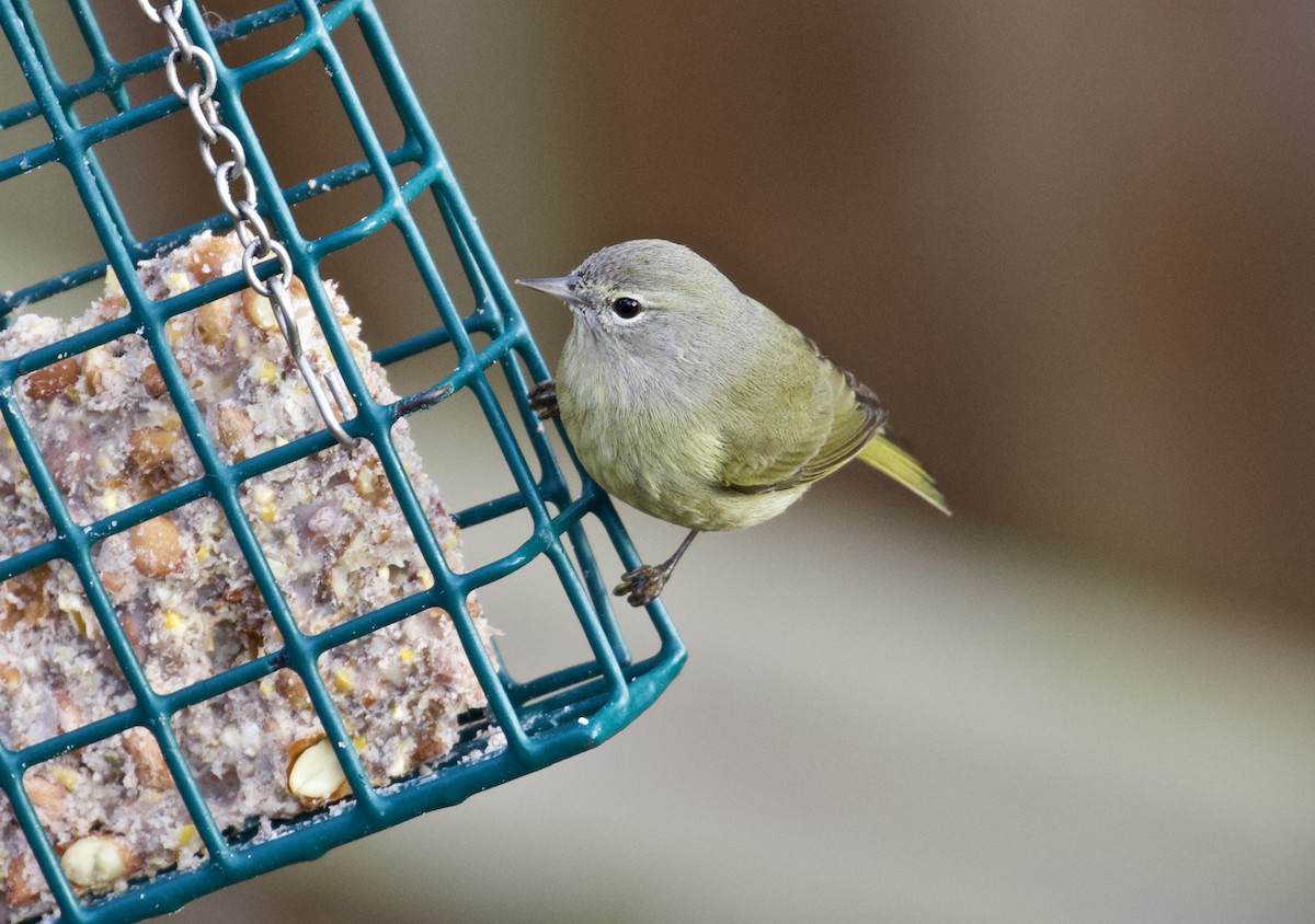 Orange-crowned Warbler - Lance Runion 🦤