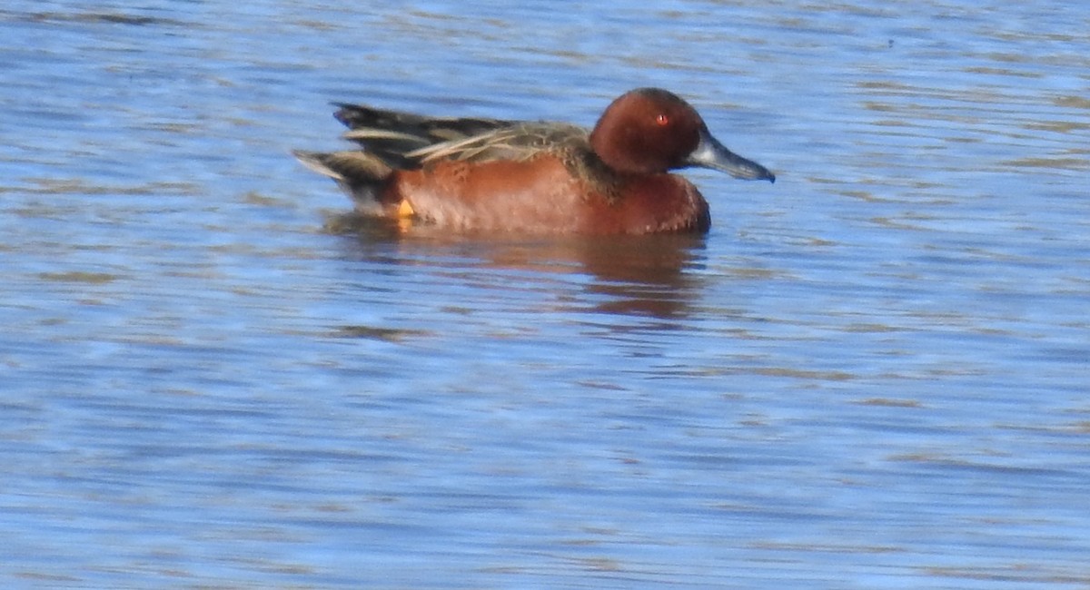 Cinnamon Teal - ML132260911