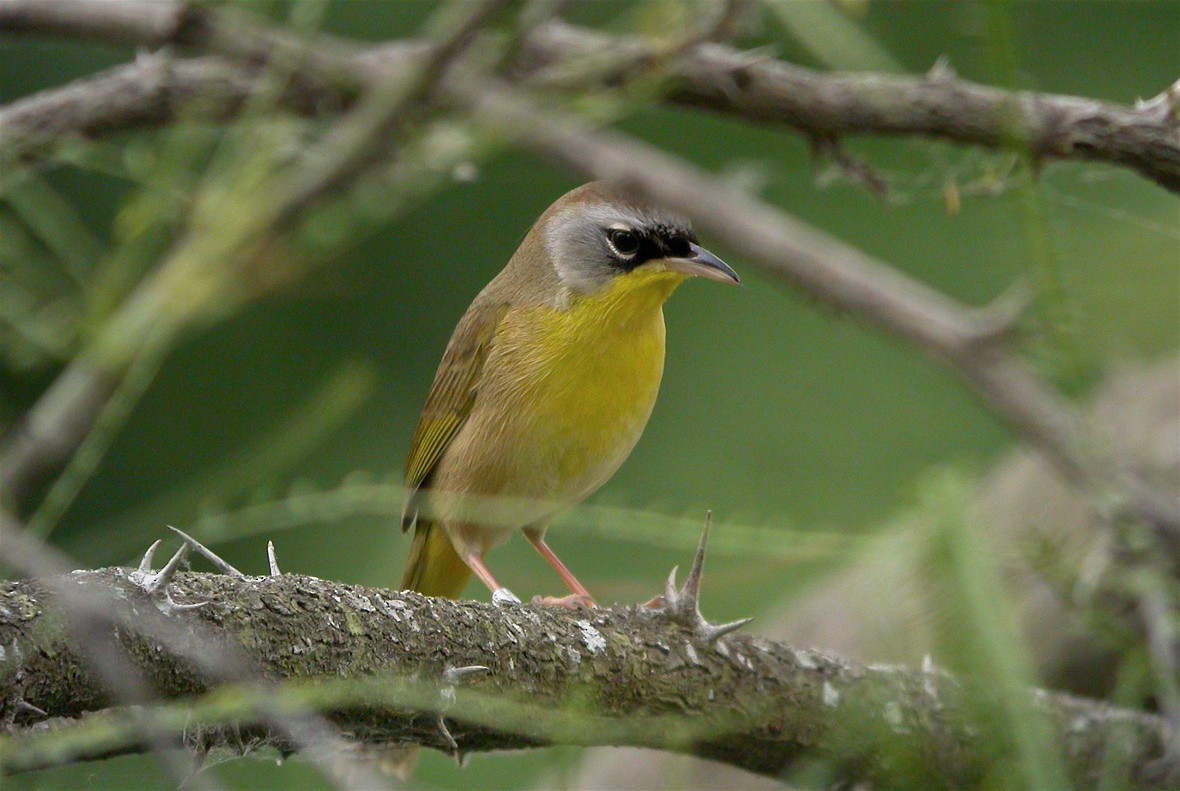 Gray-crowned x Common Yellowthroat (hybrid) - Michael O'Brien