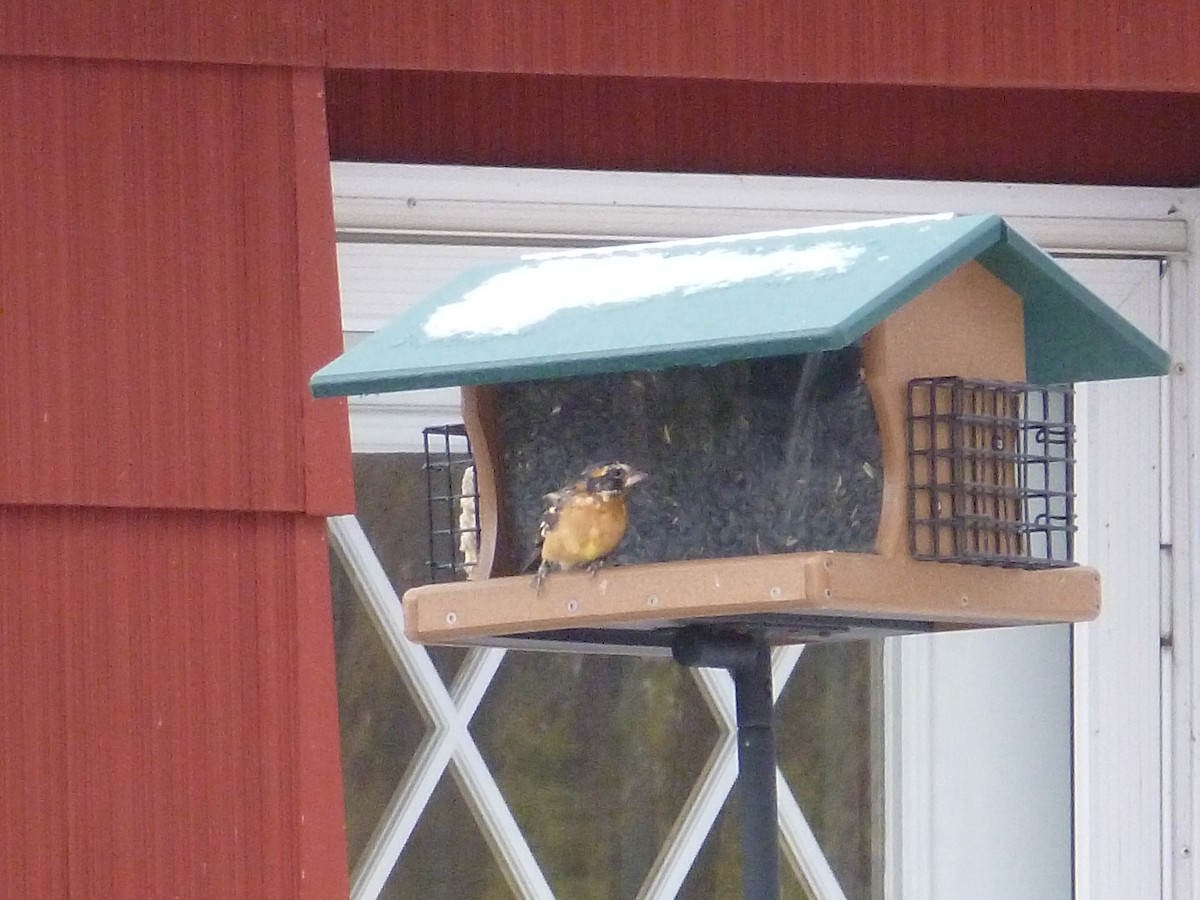 Black-headed Grosbeak - R Green