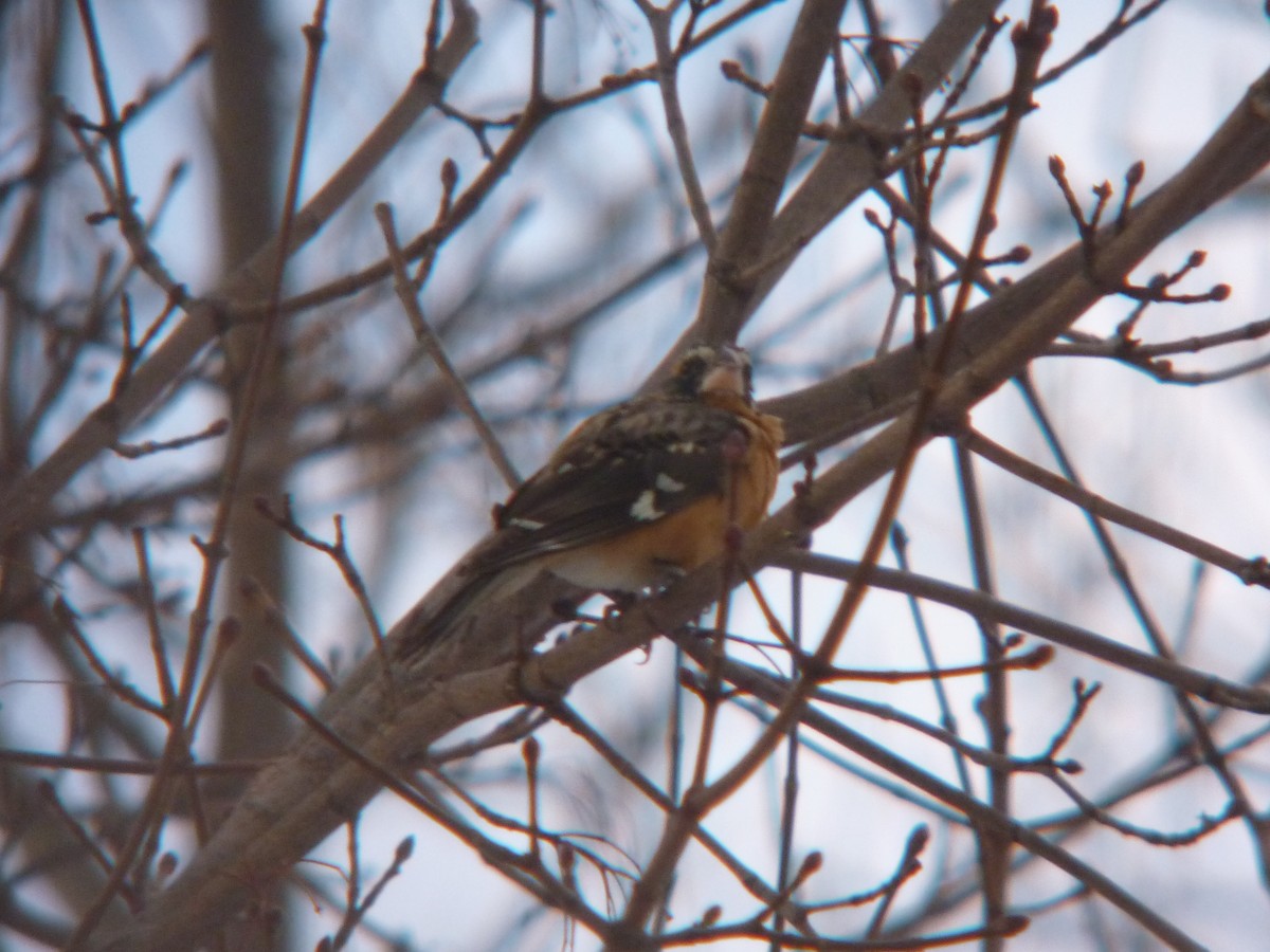 Black-headed Grosbeak - ML132262621