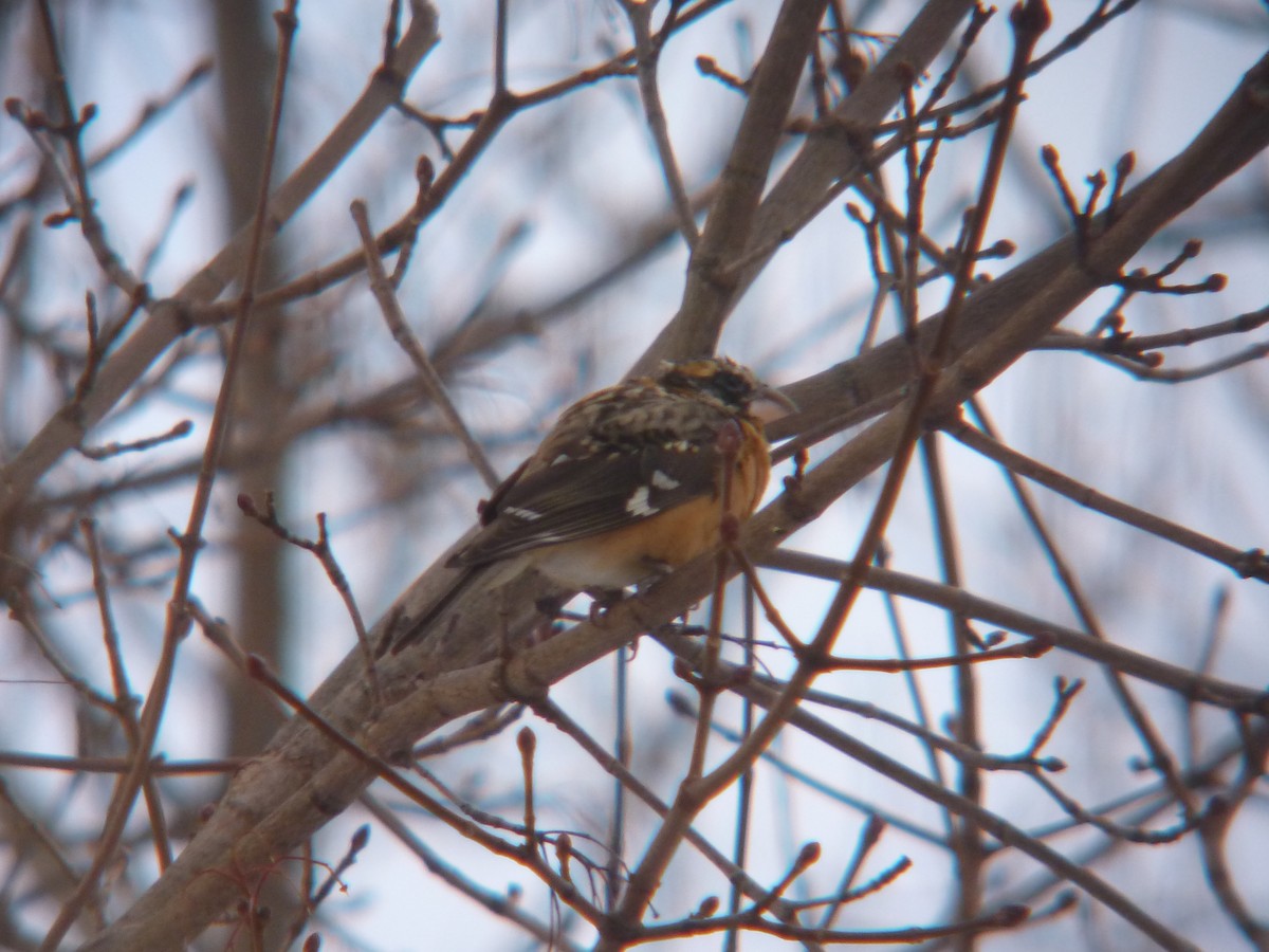 Black-headed Grosbeak - ML132262641