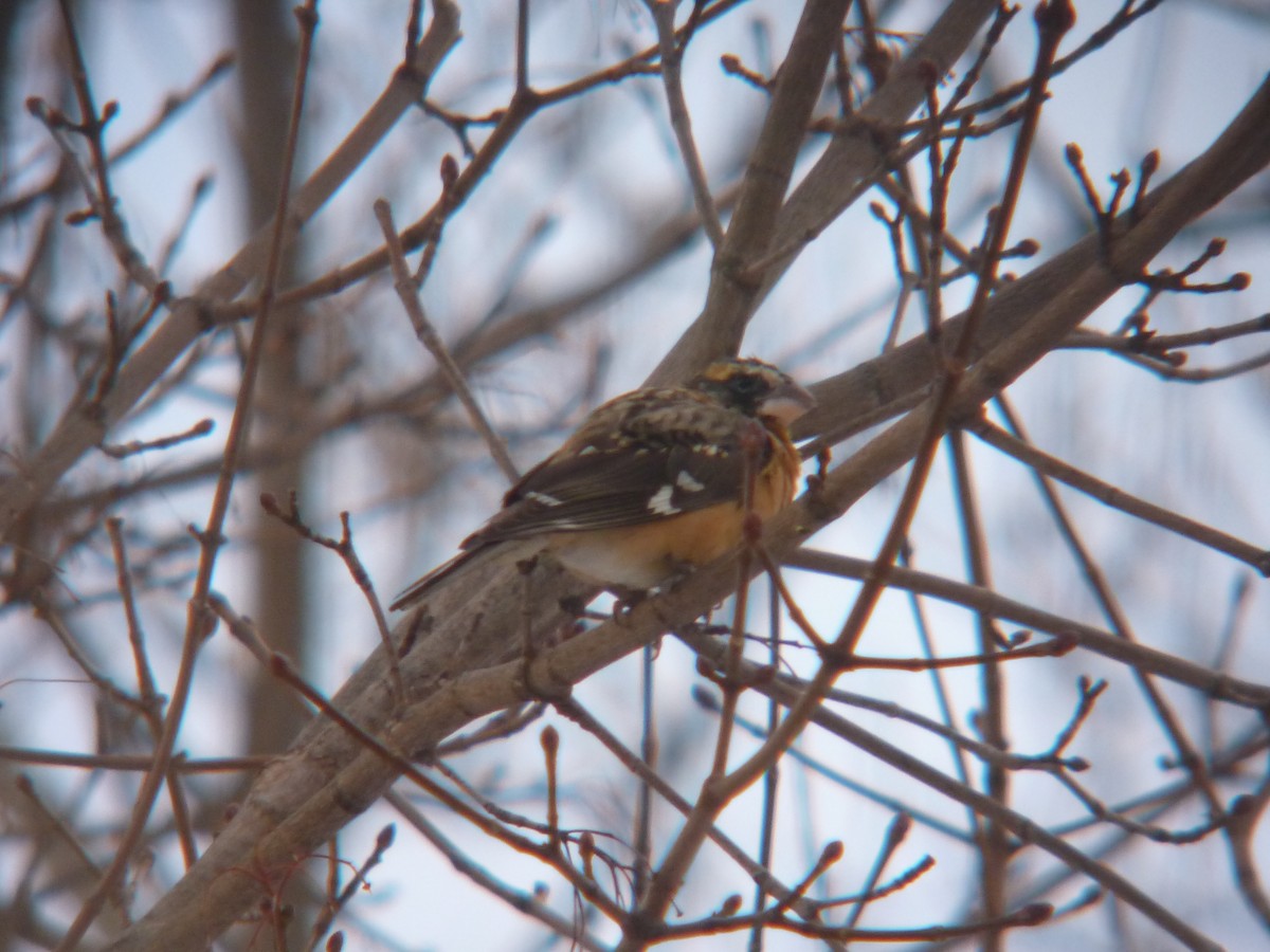 Black-headed Grosbeak - ML132262661