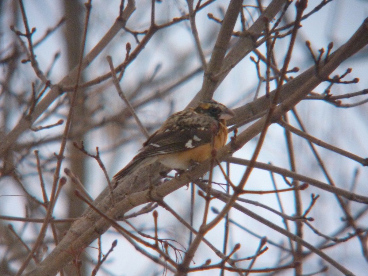 Black-headed Grosbeak - ML132262671