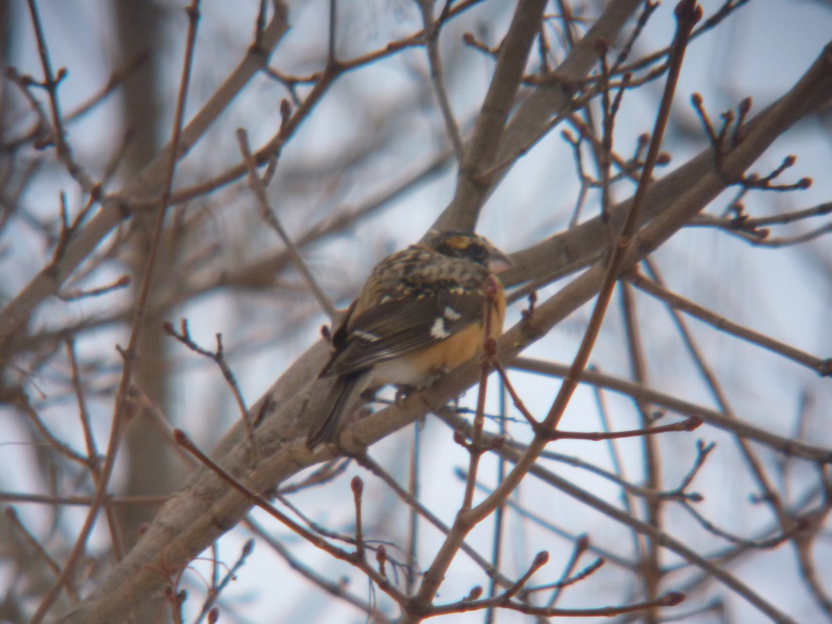 Black-headed Grosbeak - ML132262681