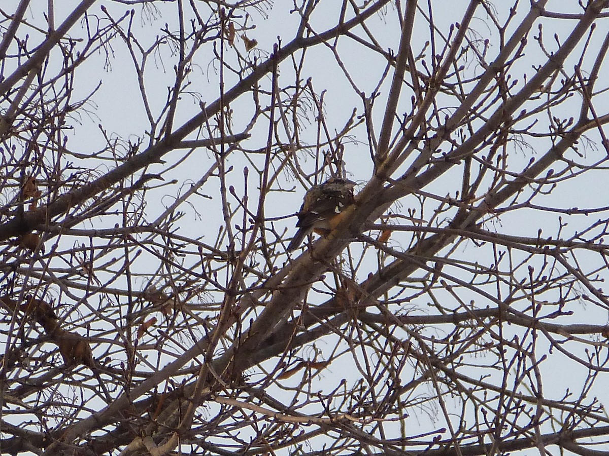 Black-headed Grosbeak - ML132262691