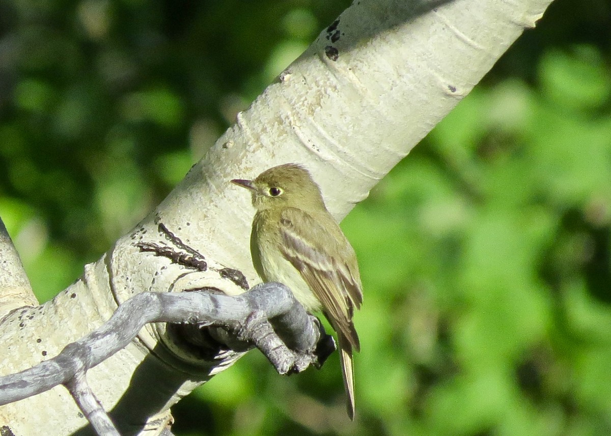 Western Flycatcher (Cordilleran) - ML132265061