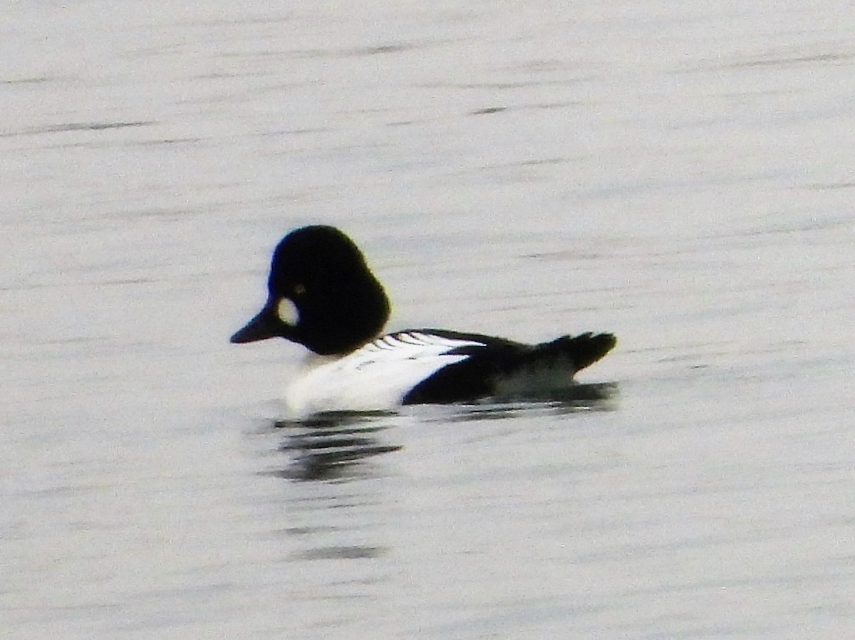 Common Goldeneye - Gil Aburto-Avila