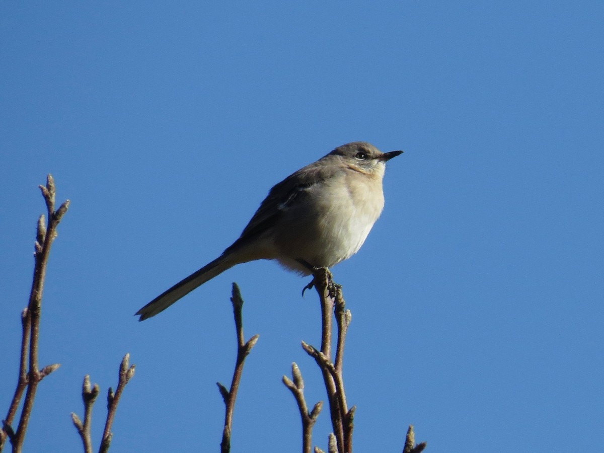 Northern Mockingbird - ML132265381