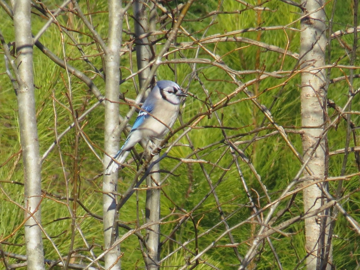 Blue Jay - Mark Kosiewski