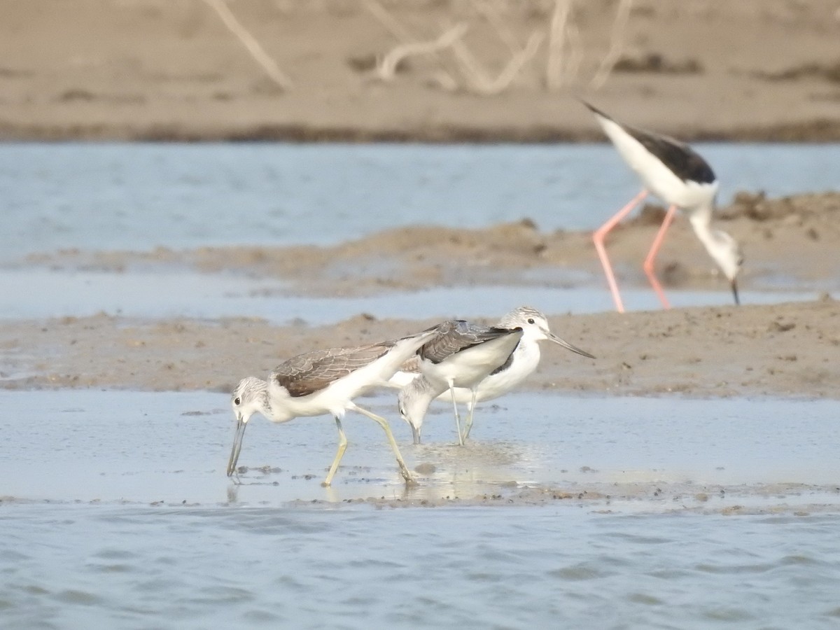 Common Greenshank - ML132267441