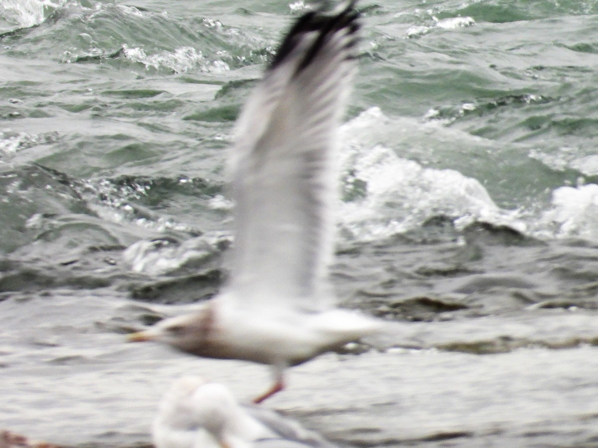 Herring Gull - Gil Aburto-Avila