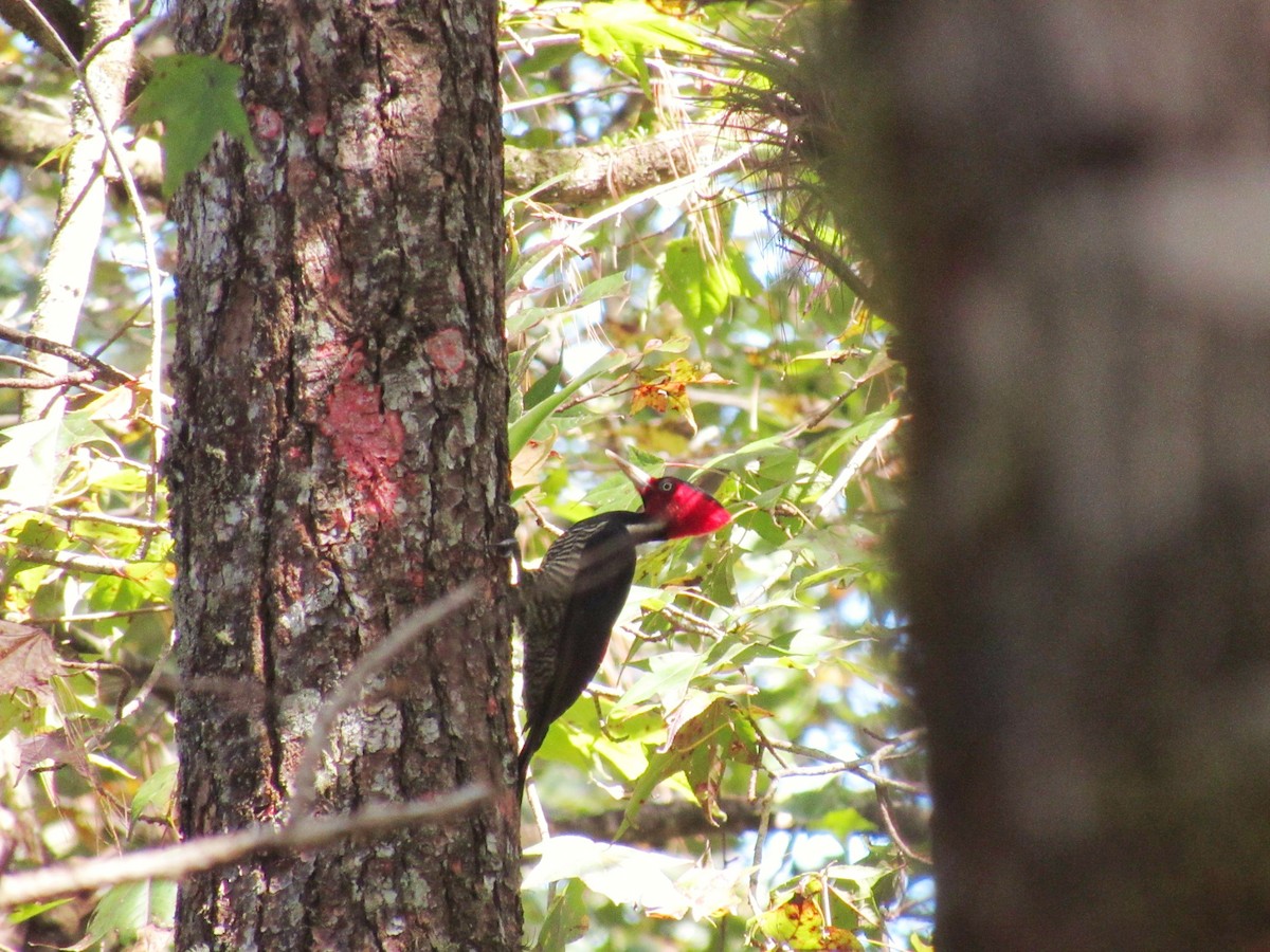 Pale-billed Woodpecker - ML132270381