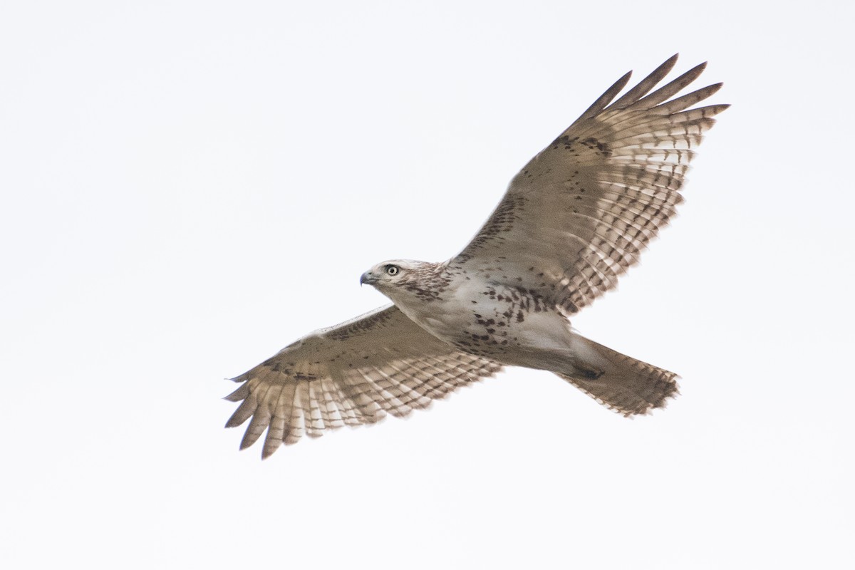 Red-tailed Hawk (Krider's) - ML132270441