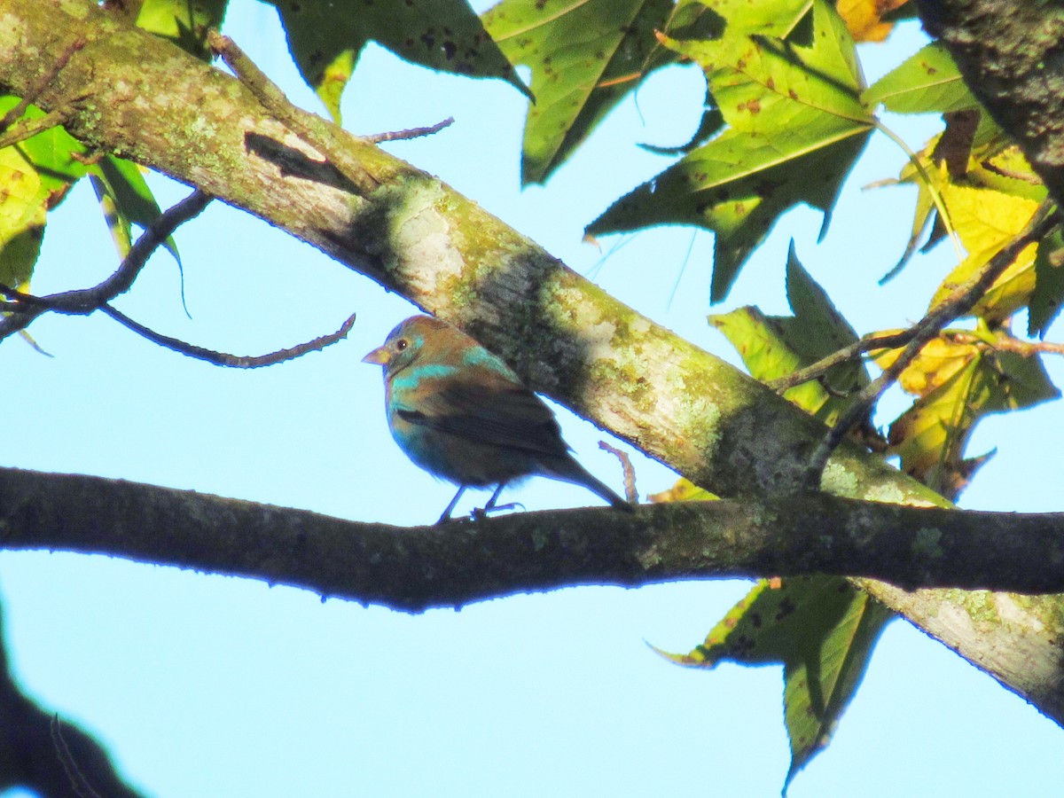 Indigo Bunting - ML132270971