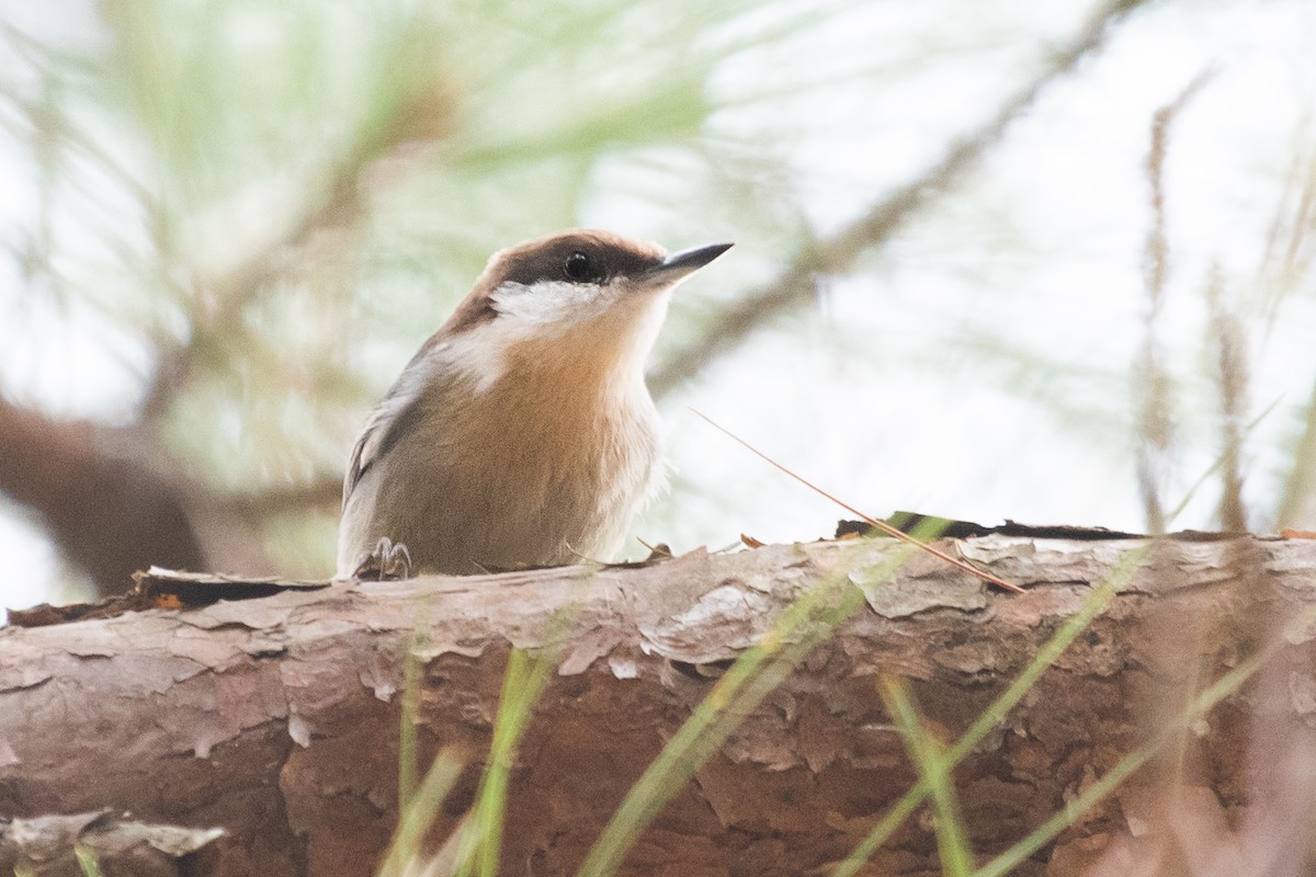 Brown-headed Nuthatch - ML132272101