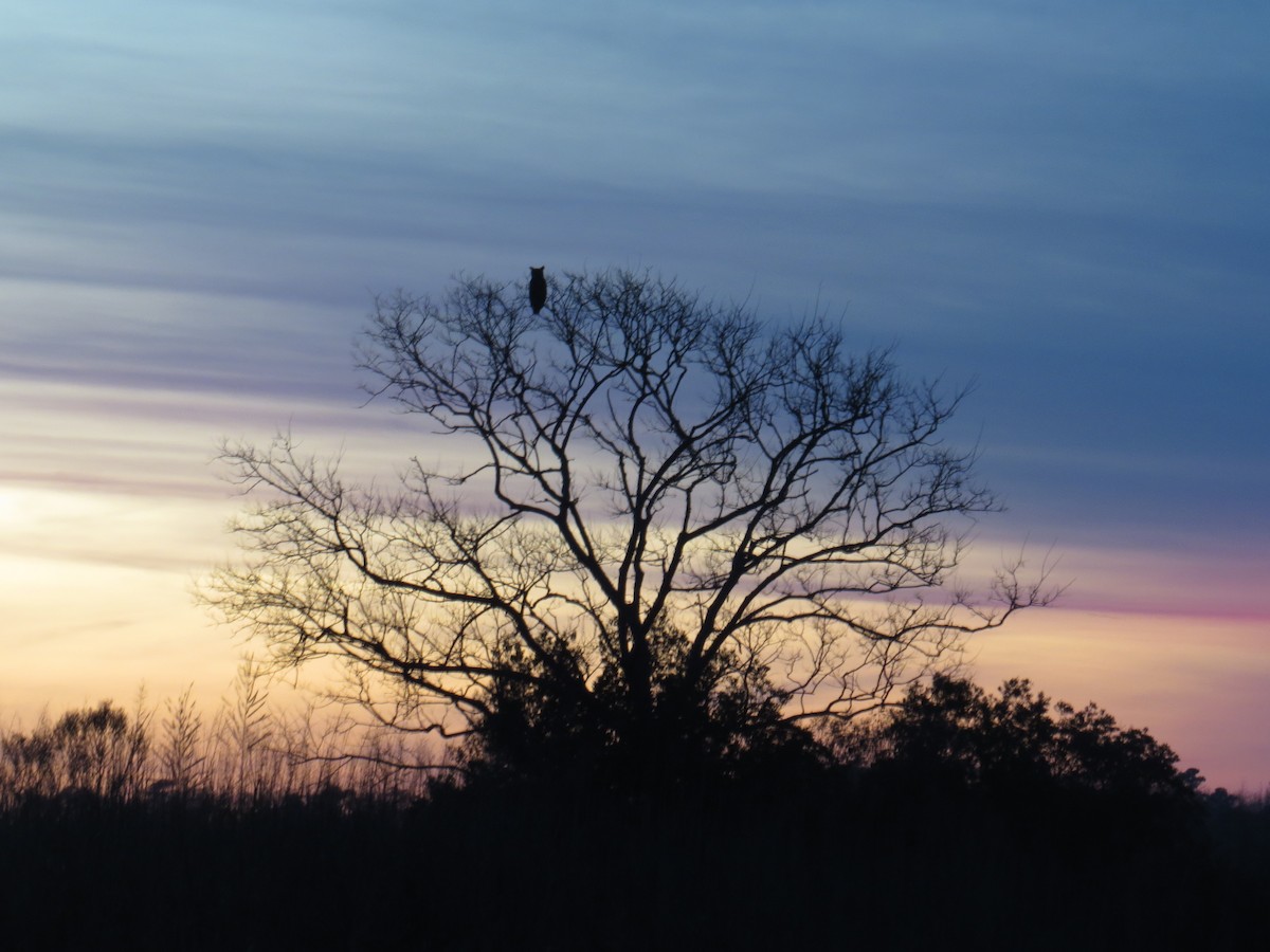 Great Horned Owl - ML132272331