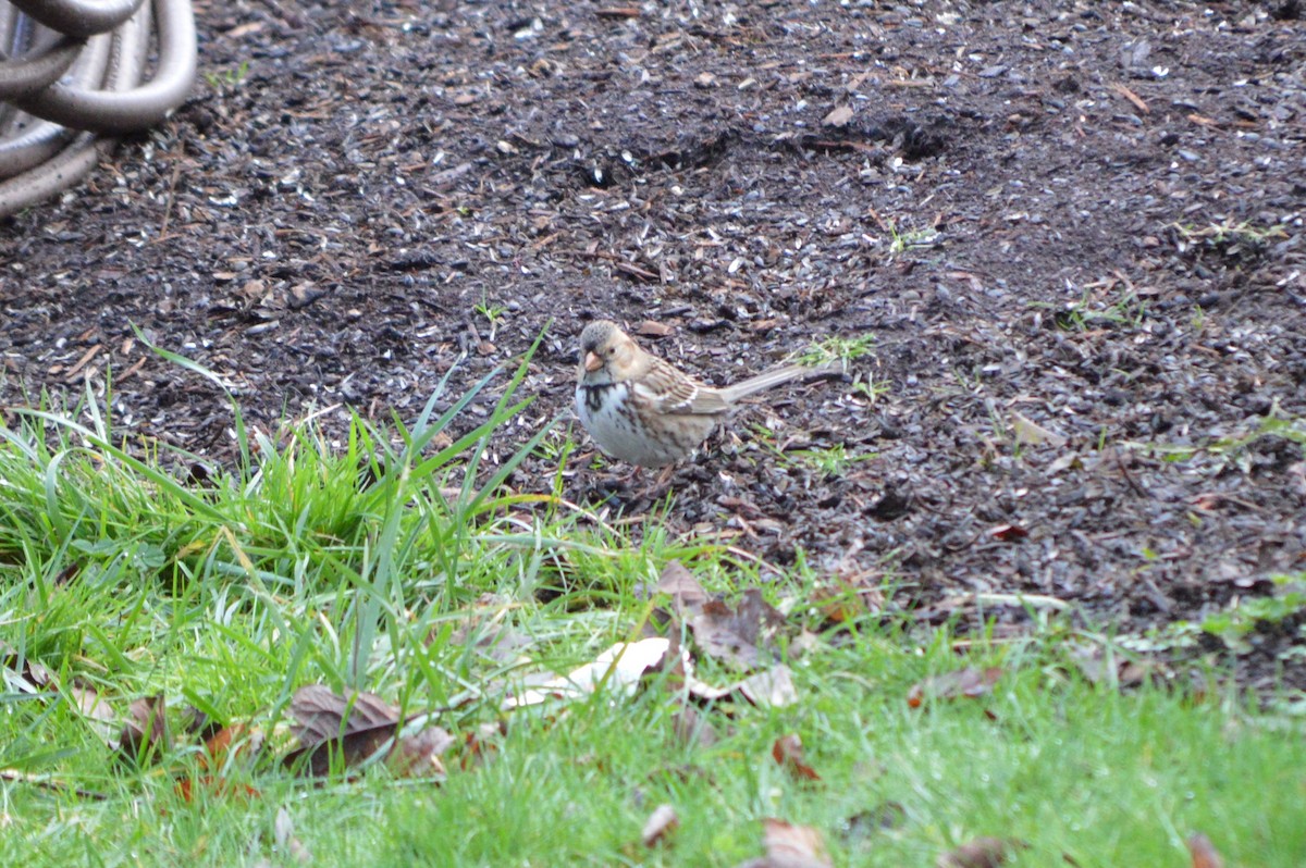 Harris's Sparrow - ML132273561