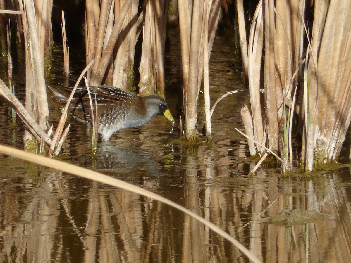 Polluela Sora - ML132274361