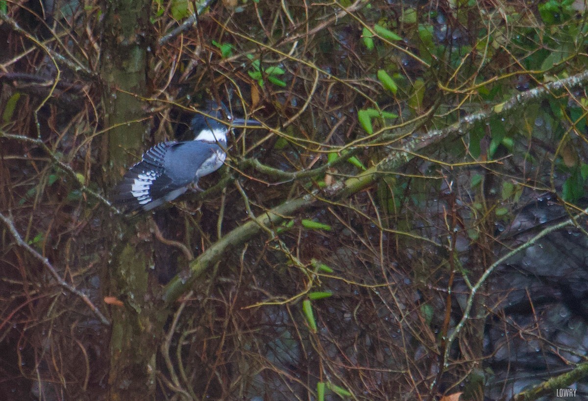 Belted Kingfisher - Brian Lowry