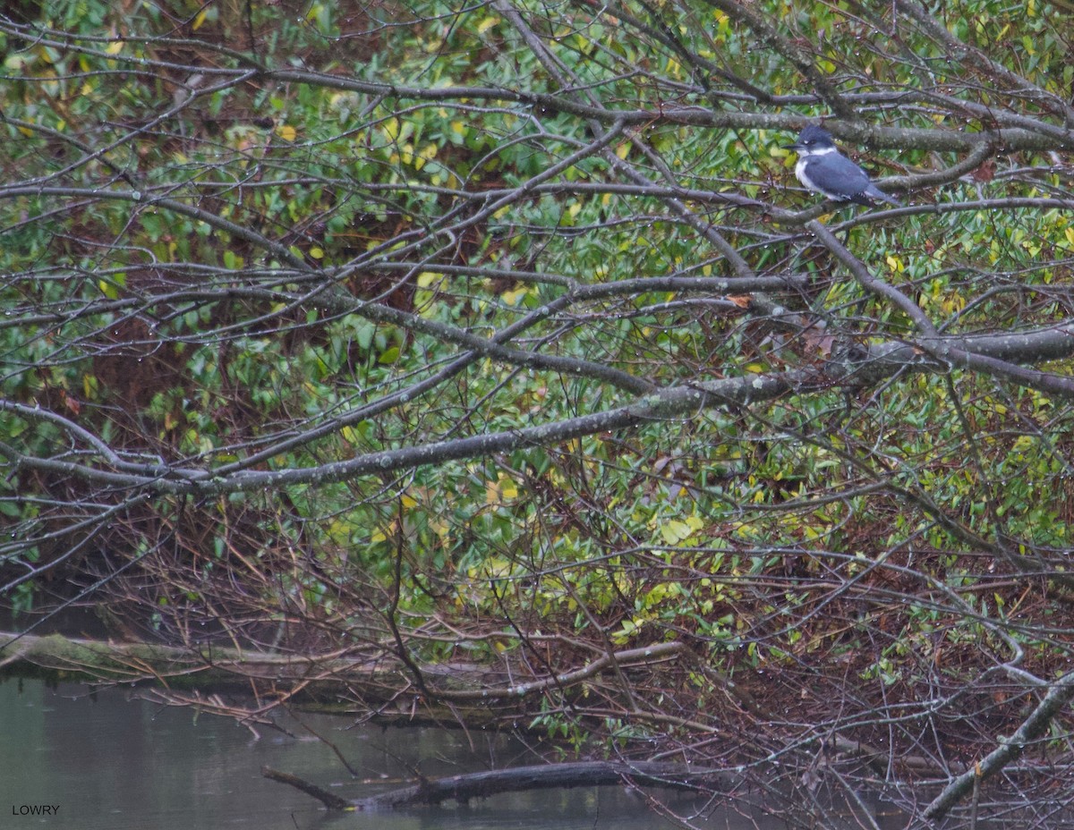 Belted Kingfisher - Brian Lowry