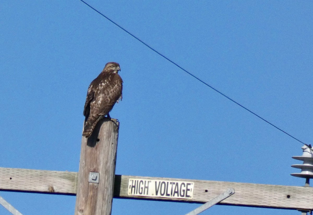 Red-tailed Hawk - ML132276431