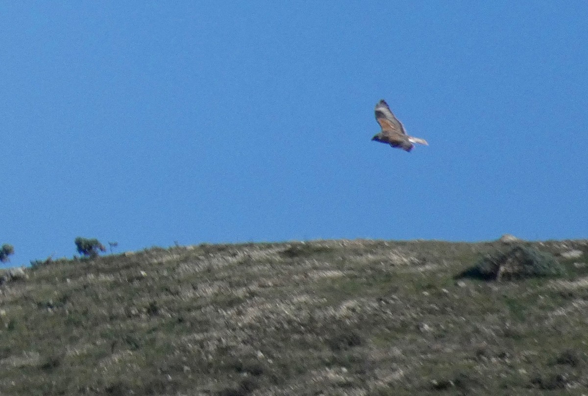 Ferruginous Hawk - ML132276581