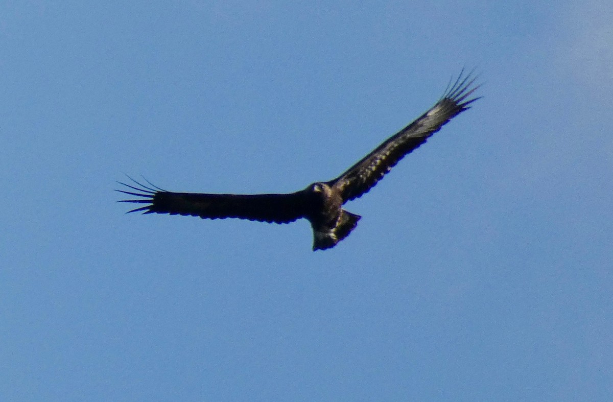 Golden Eagle - ML132277071