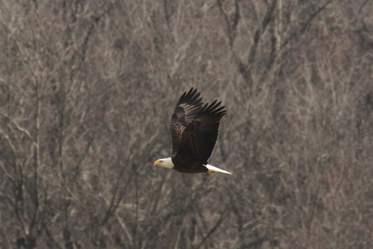 Bald Eagle - Patrick Millar