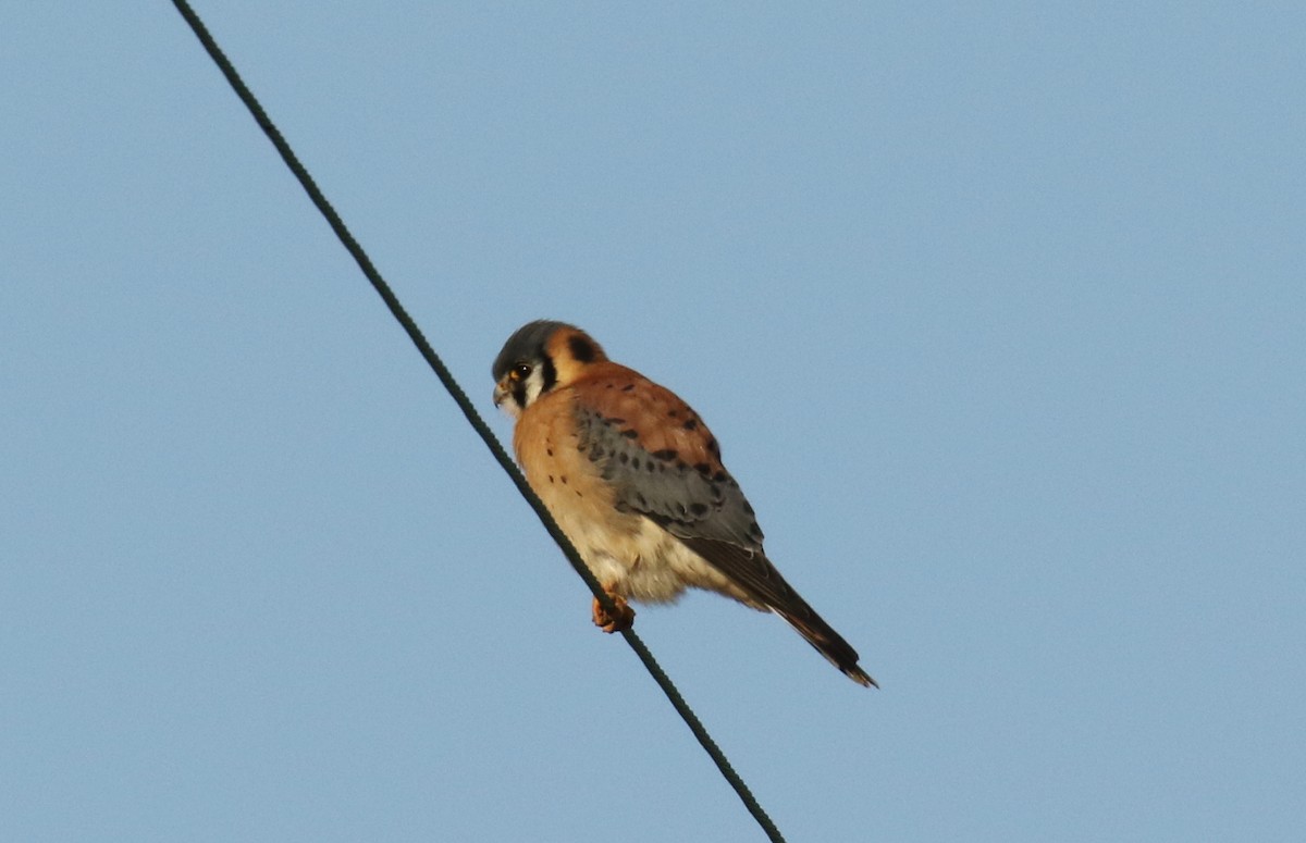 American Kestrel - ML132277531