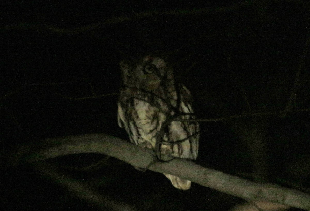 Eastern Screech-Owl - ML132277741