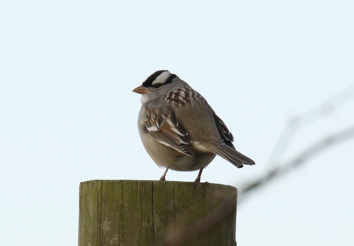 Bruant à couronne blanche - ML132277771