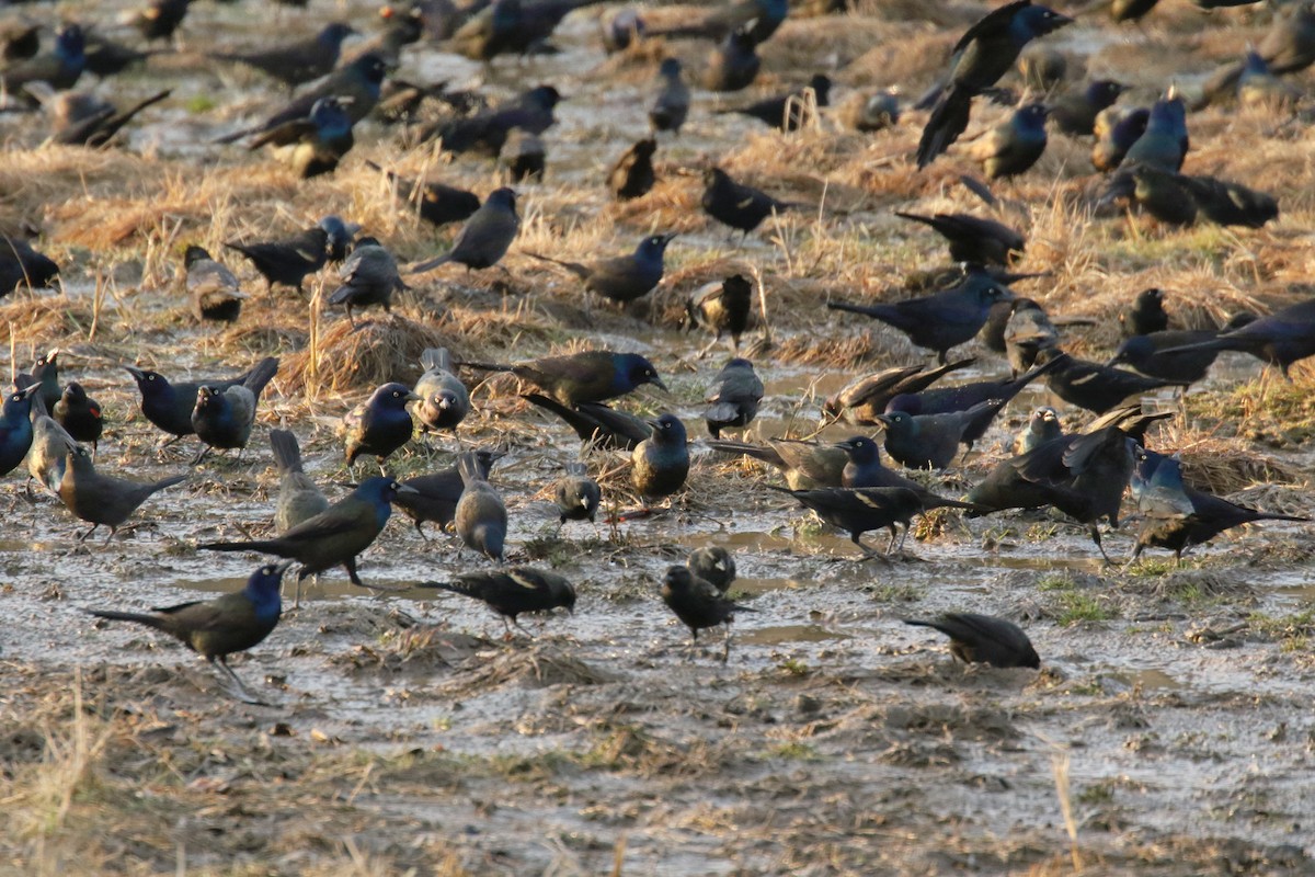 Common Grackle - ML132278551