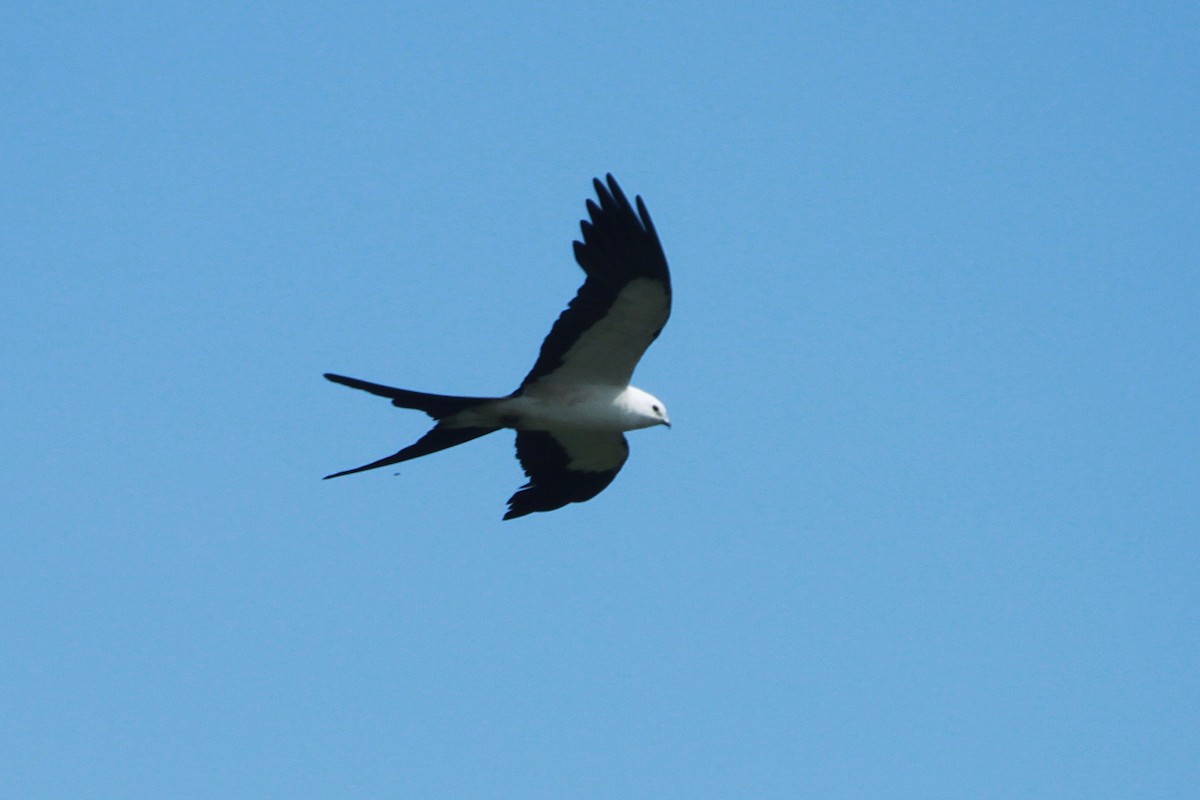 Swallow-tailed Kite - ML132278791