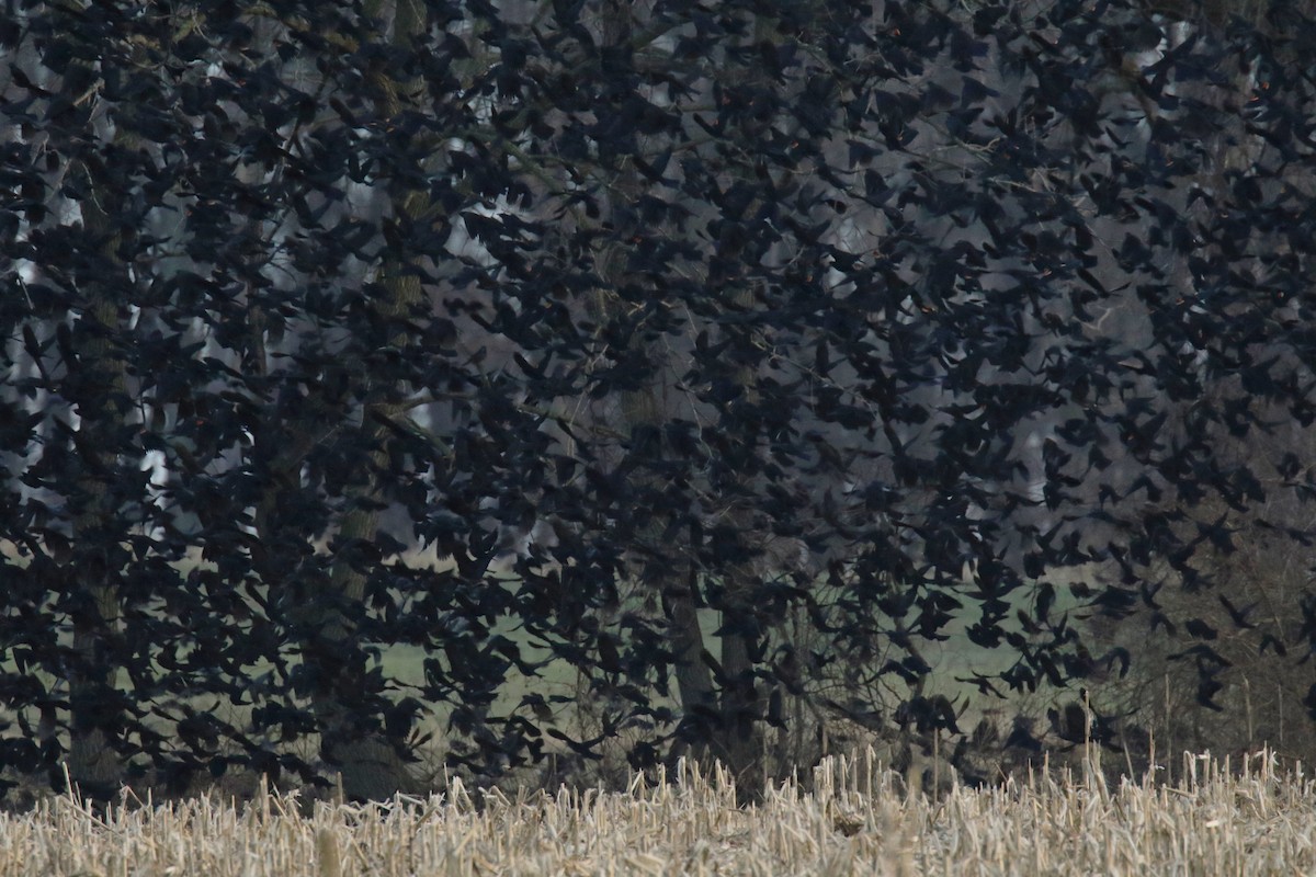 Common Grackle - ML132279671